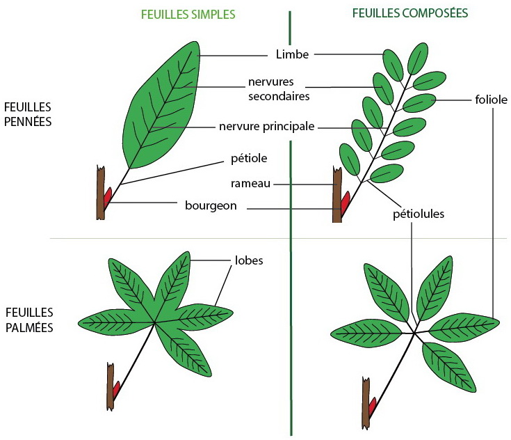 Les feuilles : structure, formes et dispositions - Arrosoirs et Sécateurs