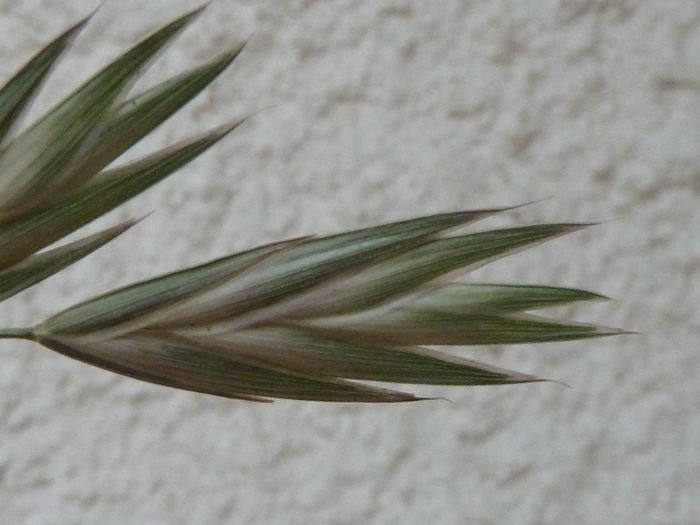 Brome cathartique