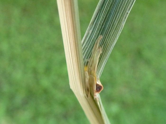 Brome cathartique